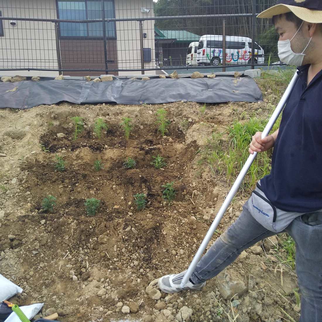 コスモス植えました！