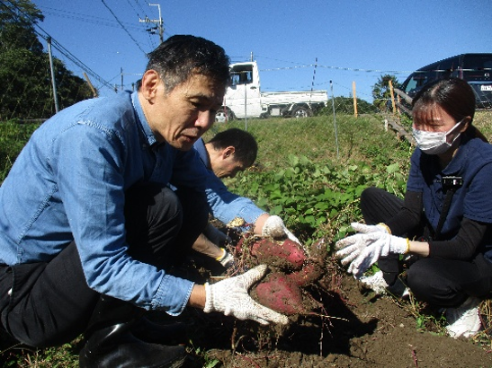 芋ほり